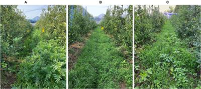 A Comparison of Flower and Grass Strips for Augmentation of Beneficial Arthropods in Apple Orchards